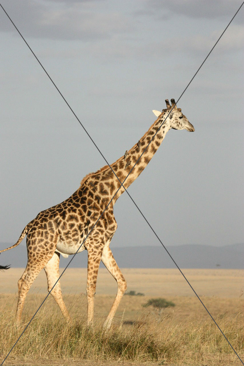 Giraffe