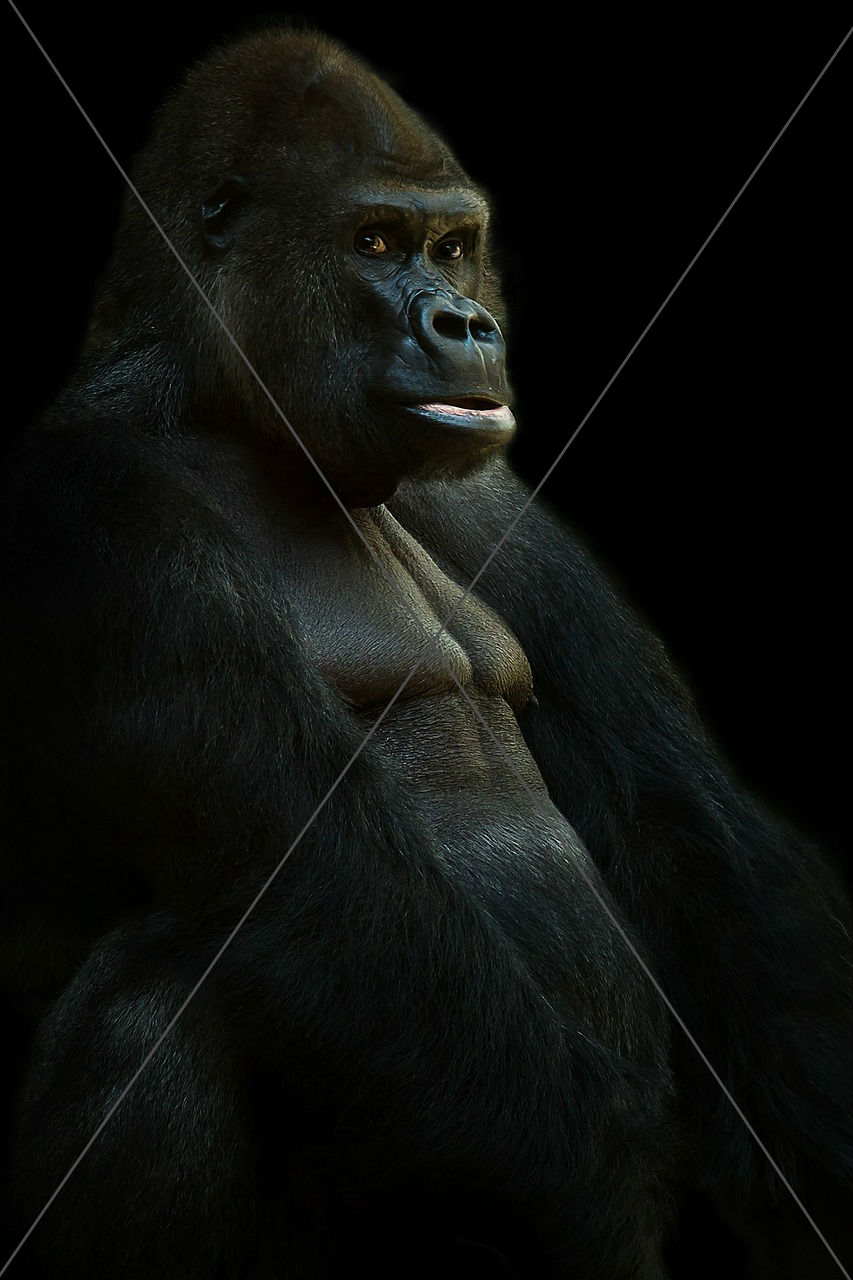 Gorilla