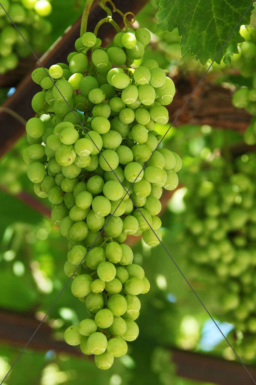 Grapes