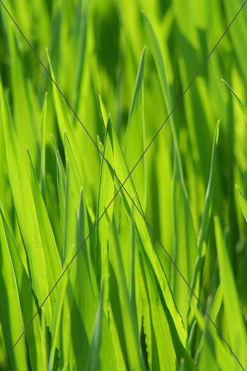 Grass