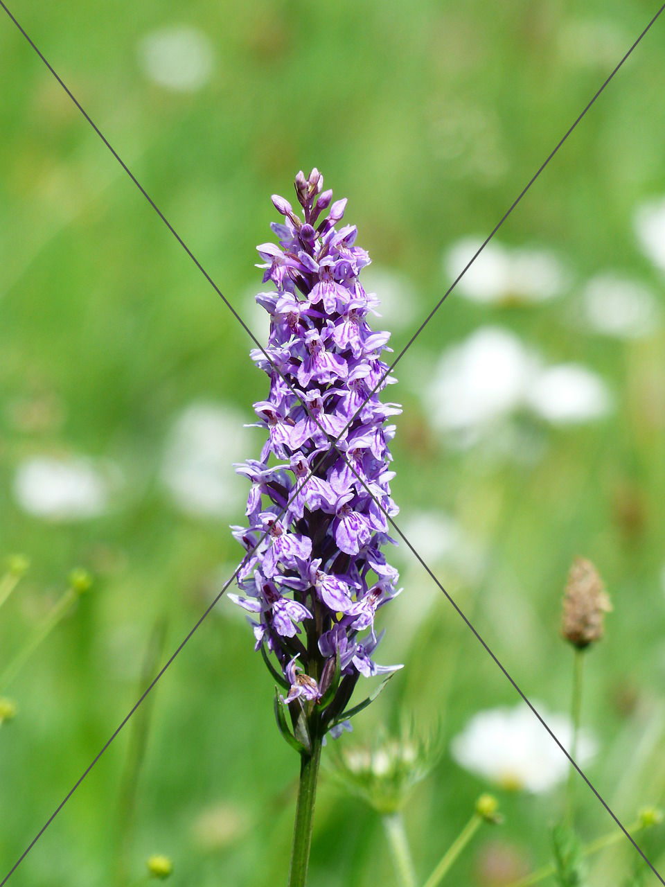 Heath Spotted Orchid