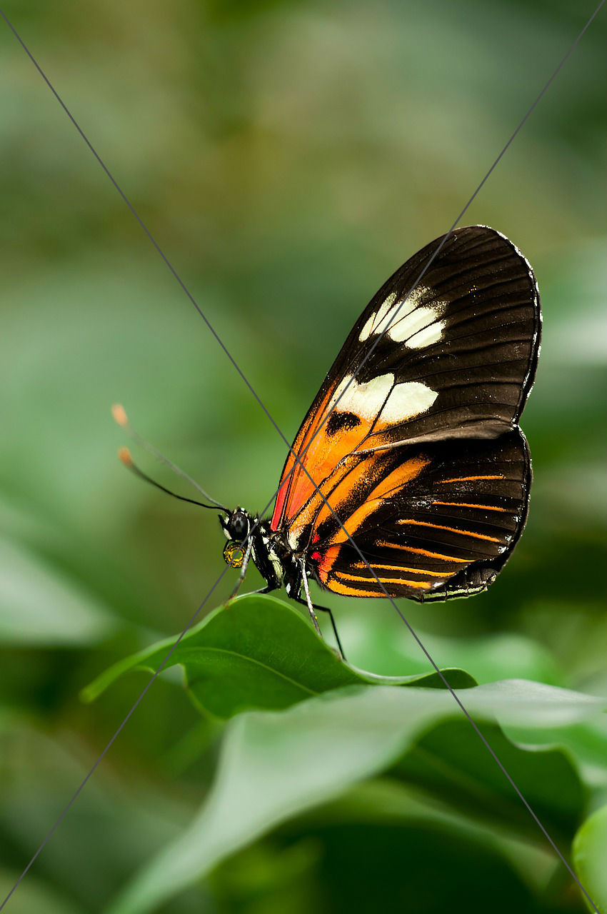 Heliconius