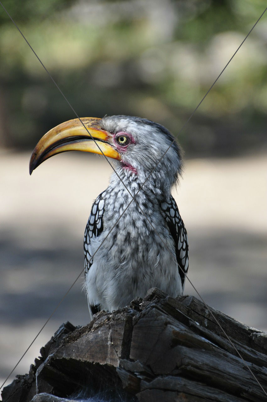 Hornbill