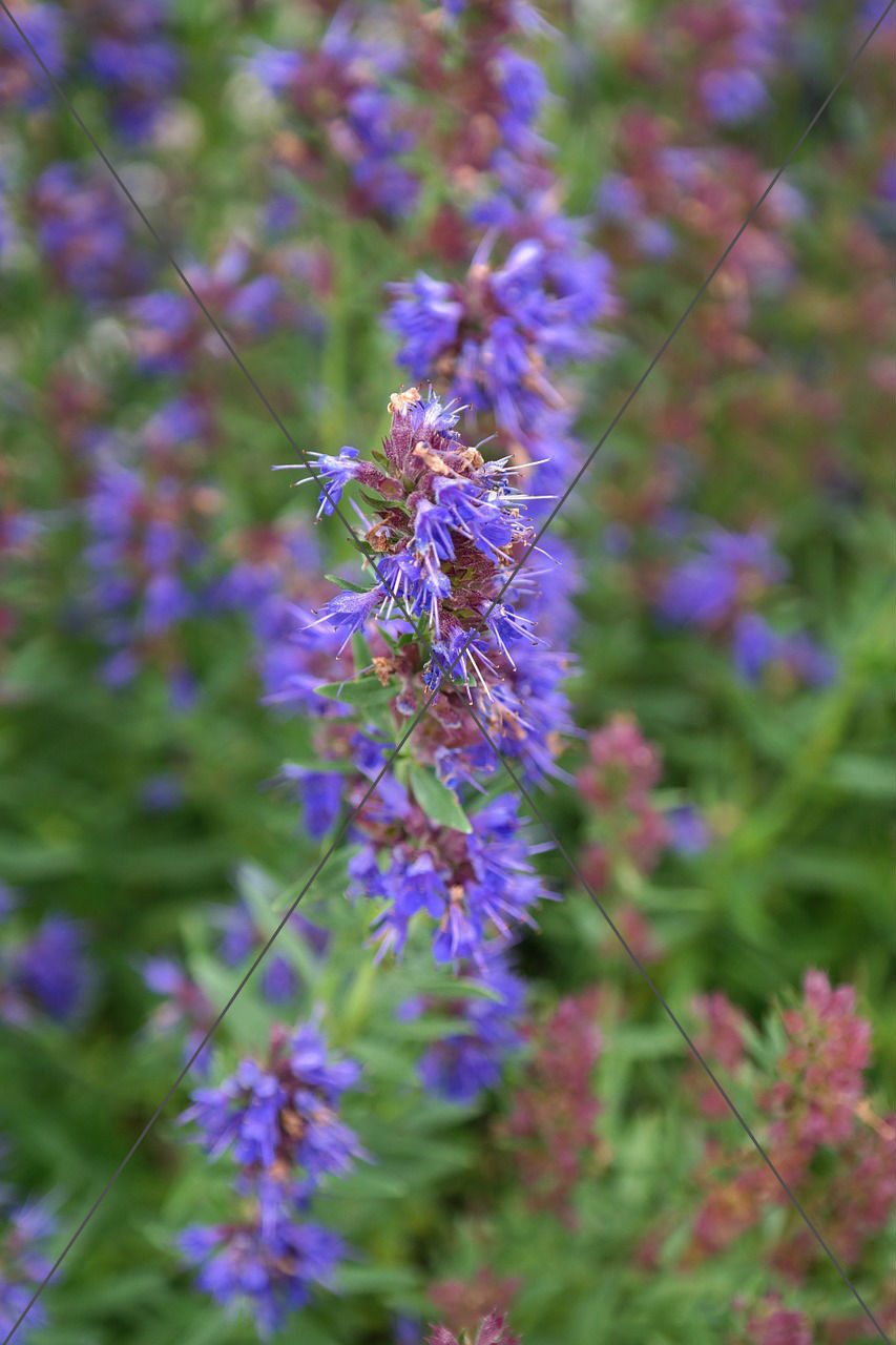 Hyssop