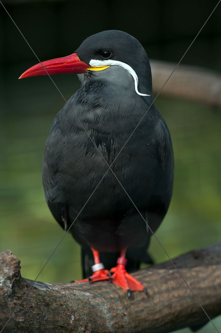 Inca Tern