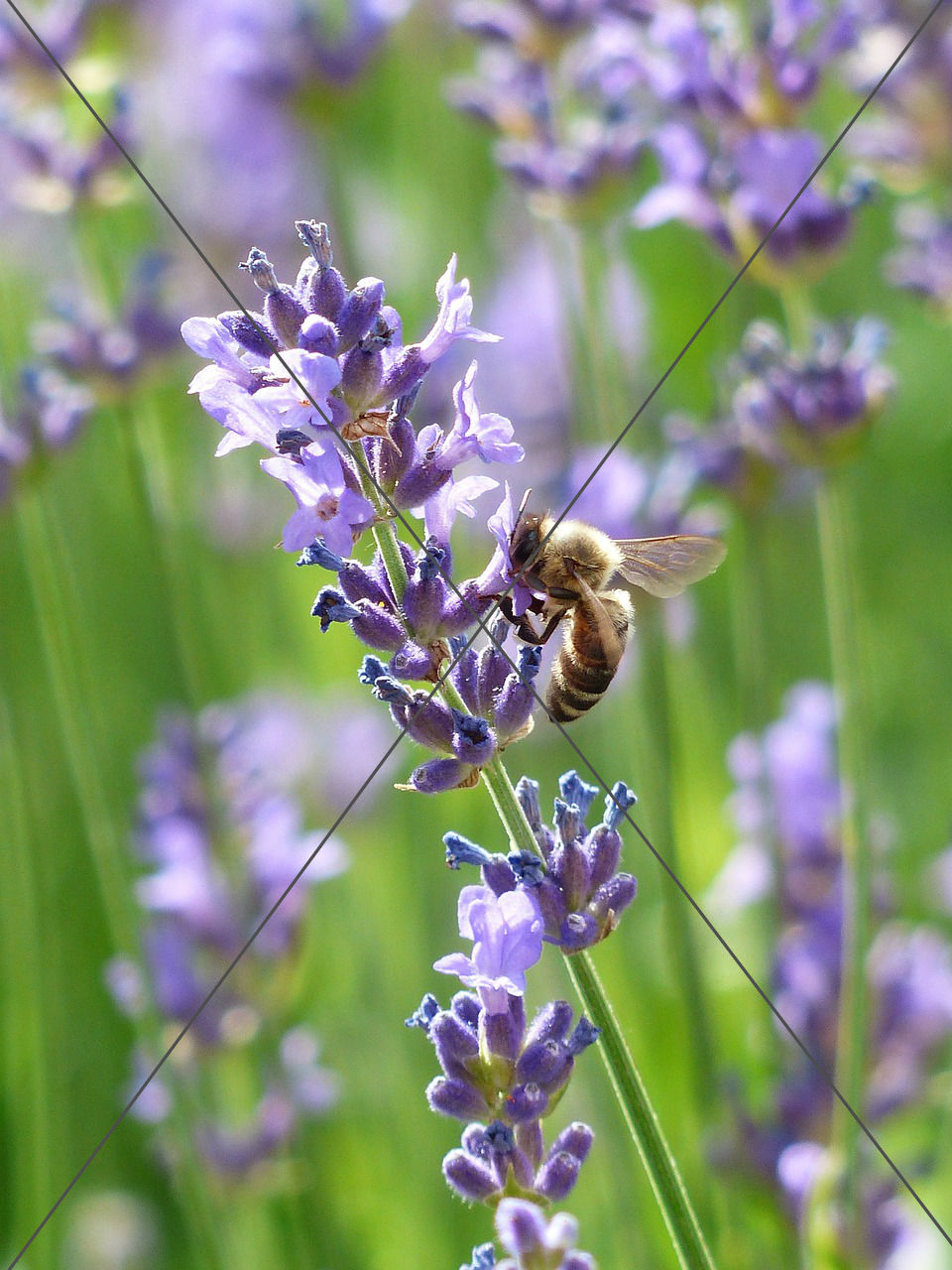Lavender with Bee