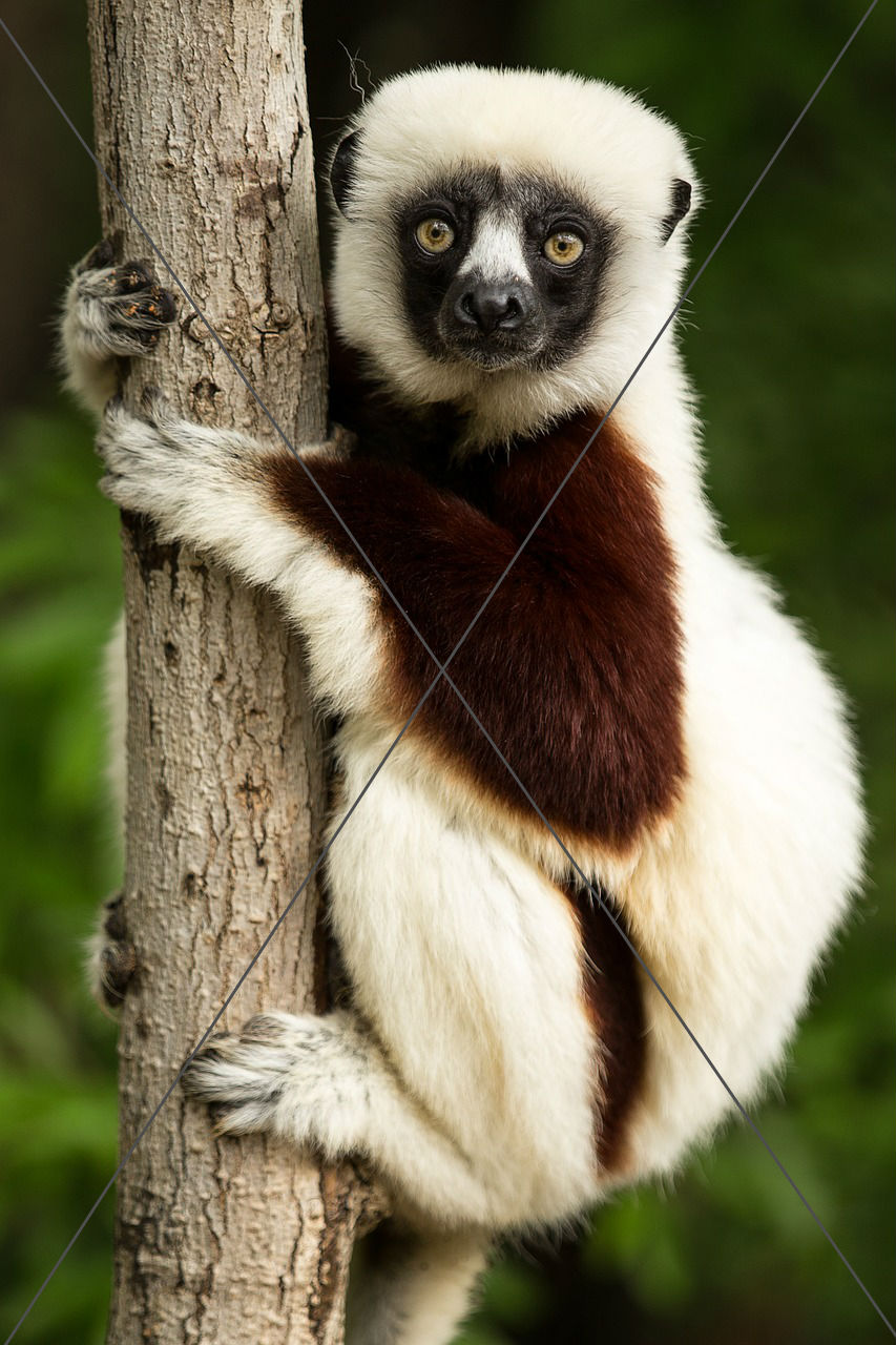Lemur