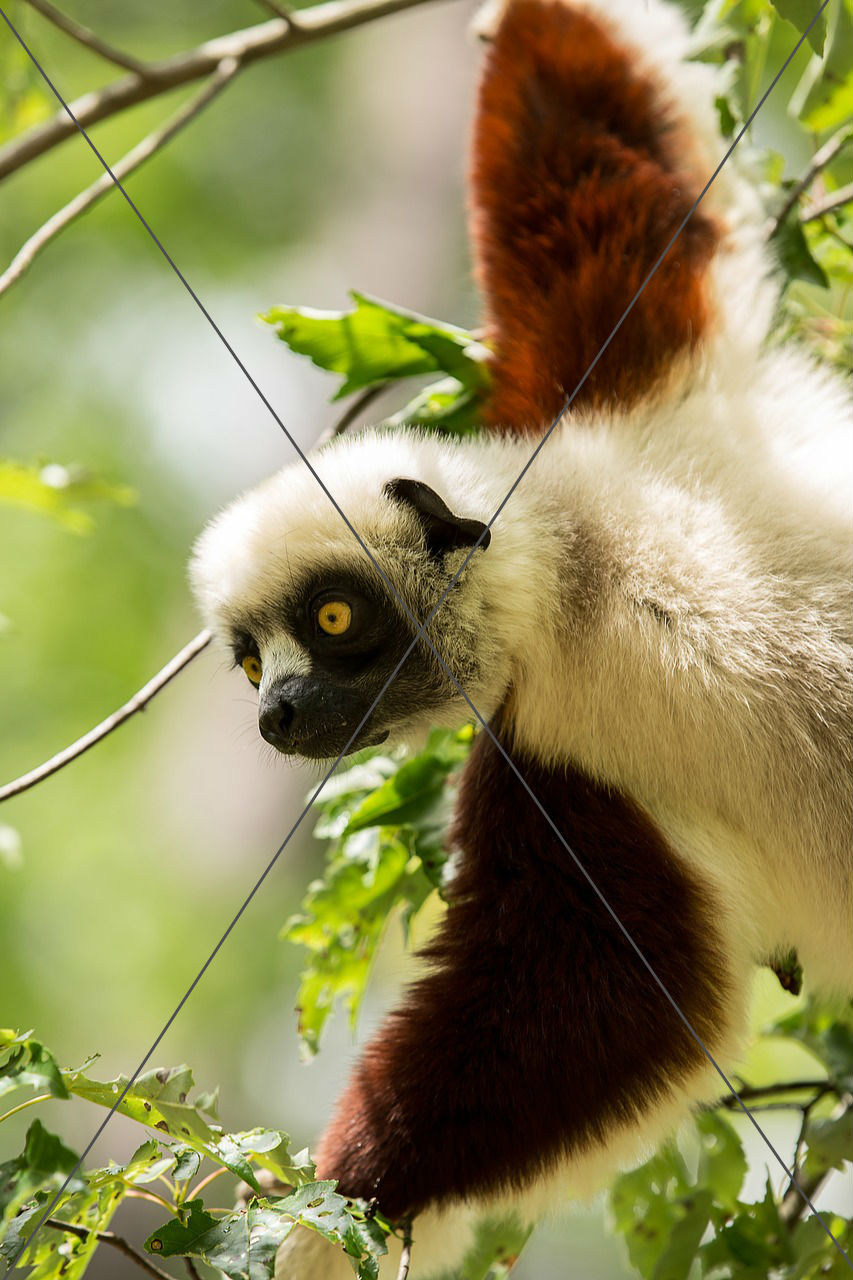 Lemur in Nature