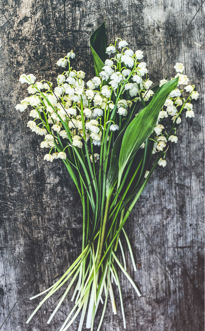 Lilies of the Valley